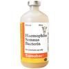 Somubac® Cattle Vaccine